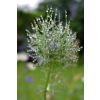 love in a mist