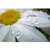 daisy after the rain