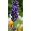 Hidcote lavender