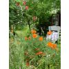garden in June