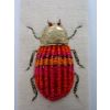 Beetle