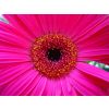 hot pink daisy