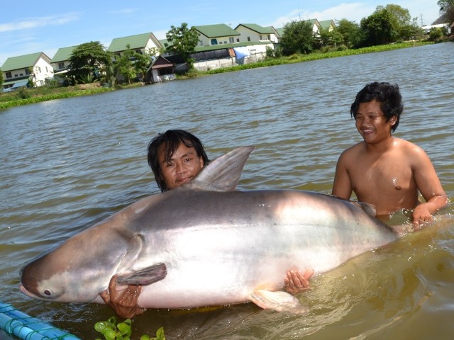 World+record+mekong+catfish