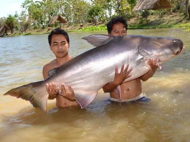 World+record+mekong+catfish