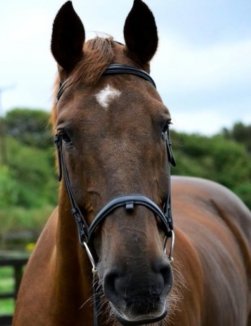 horse rider accident claim