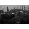 Colliford Cattle 1