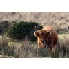 Colliford Cattle 2