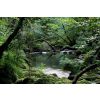 Golitha Falls 2