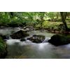Golitha Falls 3