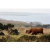 Colliford Cows 1