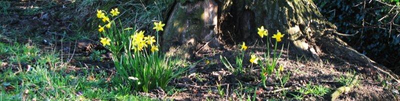 spring daffodils at Jerico