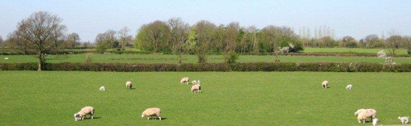 jerico farm b&b sheep grazing jerico farm b&b sheep grazing
