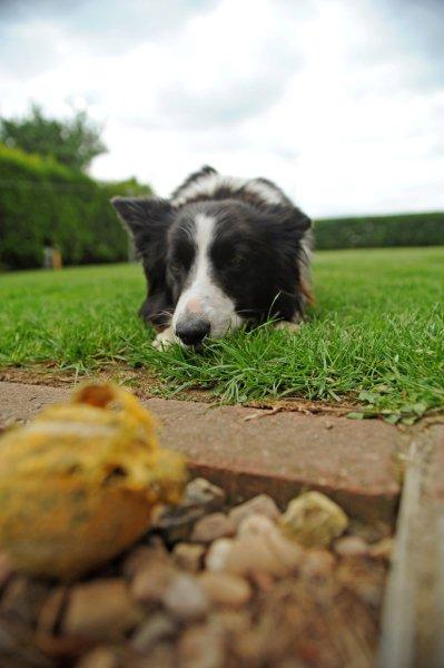 Our sheep dog 'bow'