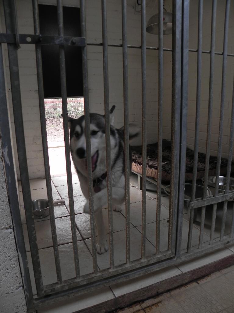  Roxy in her kennel