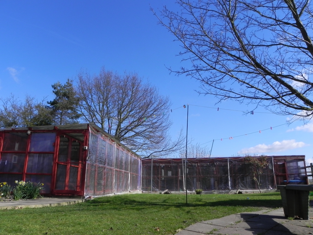  Copperhill Cattery