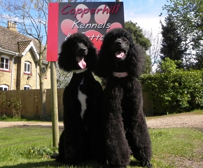 Trinity and Mowgli just back from all4paws Trinity and Mowgli just back from all4paws