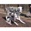 Hugo and Spike