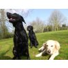 Charlie Pippa and Tess