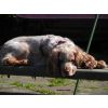 Jaffa sunbathing