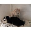 Sammy and Rex
