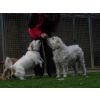Tilley and Dougal