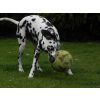 Domino playing ball