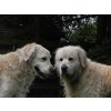 Rocky and Simba