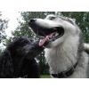 Eddie and Roxy