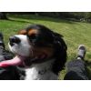 Maisey