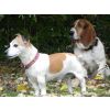 Buddy and Flash