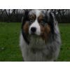 Toboe