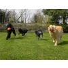 Trinity, Pip, Mollie and Herbie.