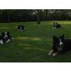 Zero, Tucker, Bailey and Wizard