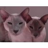 Ming and Taz