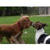 Alfie and Murphy