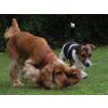 Alfie and Murphy