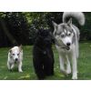 Roxy, Joey, Eddie