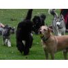 Seb, Roxy, Peppa, Eddie, Trinity