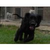 Alfie R