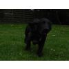Alfie
