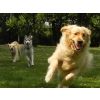 Barnie, roxy, Herbie