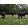 Stella, Lola, Gracie and Alfie