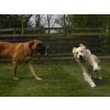 Vince and Daisy