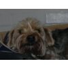 Alfie