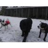 Mollie Ozzie and Lucy