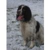 Ludo