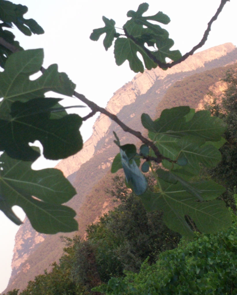 A view from Mother's Garden