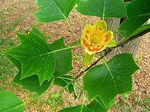 Flower of the Tulip tree (Liriodendron)
