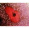 Red Astroid