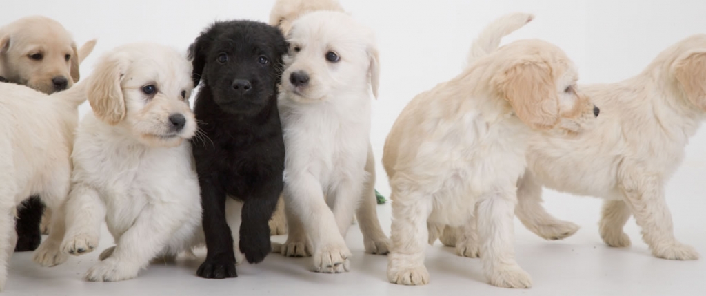 courtesy of L Goldby pups from fully health tested parents courtesy of L Goldby pups from fully health tested parents